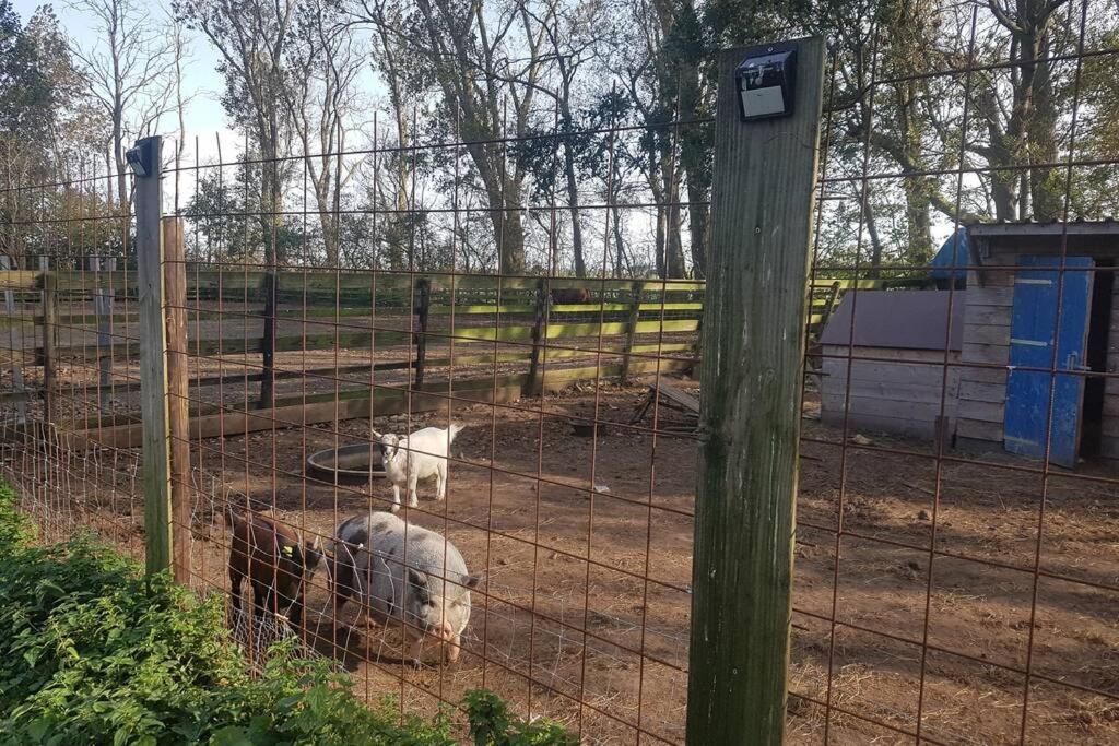 B&B Hoeve Dijkstal Logeren Op De Boerderij Sint Maarten Luaran gambar