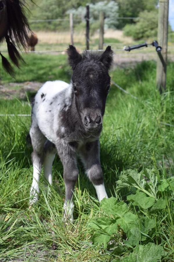 B&B Hoeve Dijkstal Logeren Op De Boerderij Sint Maarten Luaran gambar